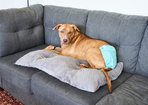 Medium Dog Diapers in 3 Colors - Washable, Absorbent & Comfortable