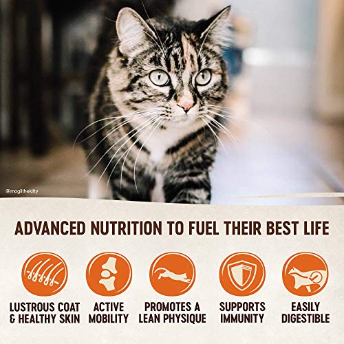 Premium Cat Food with Quality Protein & Nutrition | Wellness CORE