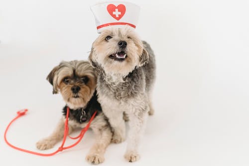 Urgent Care for Your Furry Friend