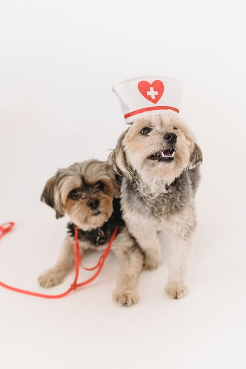 Find the Best Mobile Vet Clinic Near You For In-Home Pet Care