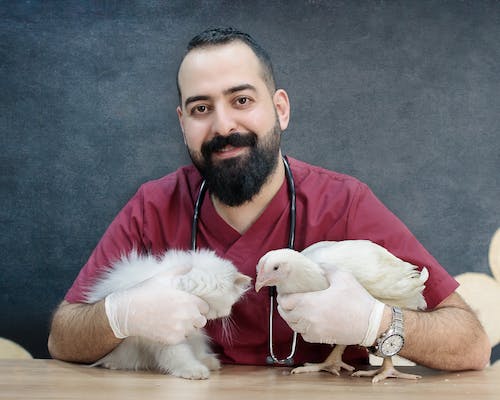 Best Vet Care for Your Pet in an Emergency Near You