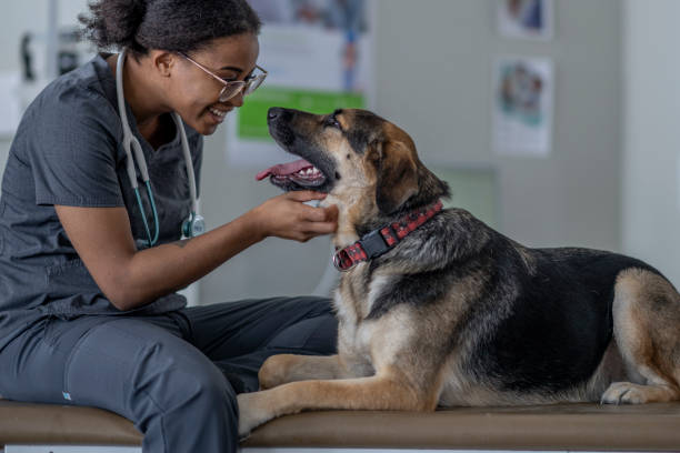 Signs You Need to Take Your Pet to a Vet Clinic Near You