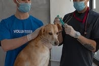 Vet Clinic Near Me - Quality Services for Pet Care